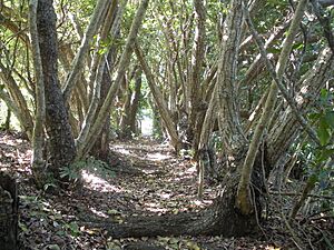 Calophyllum inophyllum in Bonin Islands