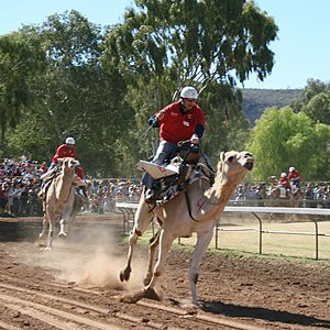 CamelRacingCamelCup2009Heat