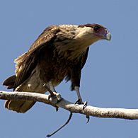 Caracara cheriway -Texas -juvenile-8-2c