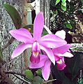 Cattleya violacea 3