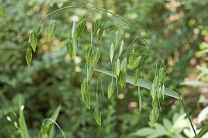 Chasmanthium latifolium Boyle Park.jpg