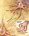 Chemical synapse schema cropped