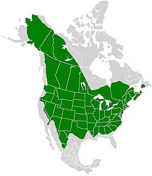 Colias philodice range map.JPG