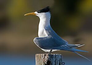 Crested Tern Tasmania.jpg