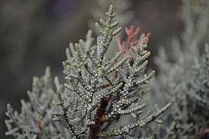 Cupressus nevadensis resin glands.jpg