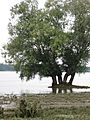 Danube marsh, Maglavit 01