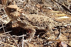 Desert Horned Lizard.jpg