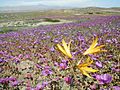 Desierto florido