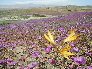 Desierto florido