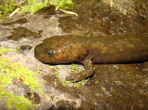 Dicamptodon copei larva