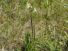 Diuris eborensis habit