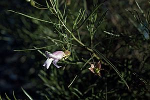 Eremophila linsmithii.jpg