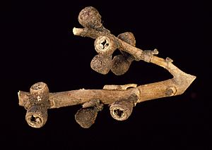 Eucalyptus archeri fruit