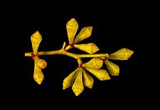 Eucalyptus brevipes buds