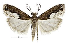 Eudonia hemiplaca male.jpg