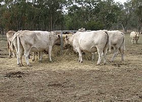 Feeding hay