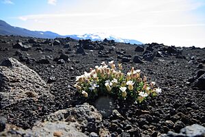 Flower near Hekla