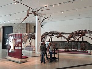 Fossil collections - Royal Ontario Museum - DSC00008