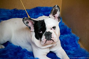 French bulldog (7982288518)