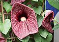 Gespensterpflanze (Aristolochia grandiflora) (14522217697)