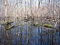 Great Swamp National Wildlife Refuge New Jersey02