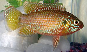 Hemichromis bimaculatus1.jpg