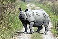 Indian One Horned Rhino