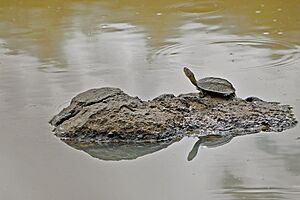 Indian pond terrapin @ Kabini