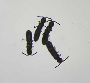 IsotomaTiefenbach