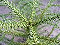 Juvenile Araucaria Sapling