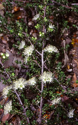 Kunzea badjaensis.jpg