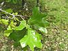 Lewis County Blackjack Oak.JPG