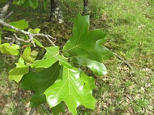 Lewis County Blackjack Oak