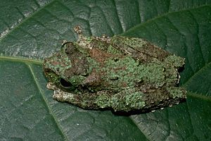 Litoria genimaculata01.jpg