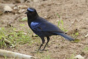 Malabar whistling thrush (cropped)