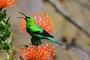 Malachite Sunbird on Leucospermum.jpg