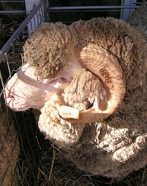 Merino ram