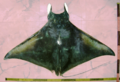 Mobula thurstoni01.png