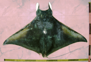 Mobula thurstoni01.png