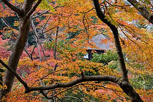 Momiji in Ginkaku-ji