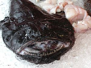 Monkfish.jpg