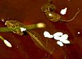 Motorbike Frog Tadpoles