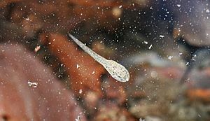 Mountain-yellow legged frog tadpole after release (43000822602)