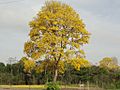 Nuestro Arbol Nacional