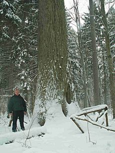 Oak in Bialowieza2(The King of Nieznanowo)