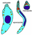 Ookinete, sporozoite, merozoite