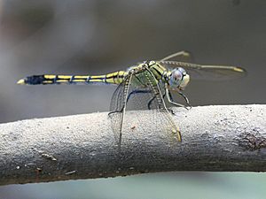 Orthetrum caledonicum 5270.jpg