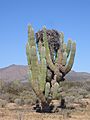 Pachycereus pringlei with osprey nest