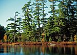 Pines along Kathryn Lake.