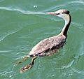 Podiceps cristatus winter plumage